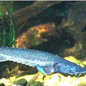 Sterletul de pește - un adevărat reprezentant regal al familiei Sturgeon