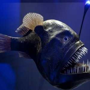 Fish angler - o creație izbitoare a naturii
