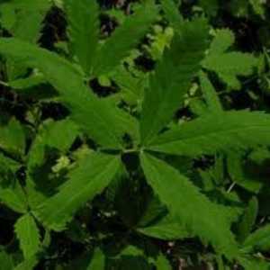 Sabelnik: proprietăți medicinale ale plantei