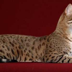 Cea mai mare pisică din lume. Descrierea raselor mari de pisici