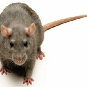 Cel mai mare șobolan din lume: câștigătorul în funcție de greutate și câștigătorul după mărime