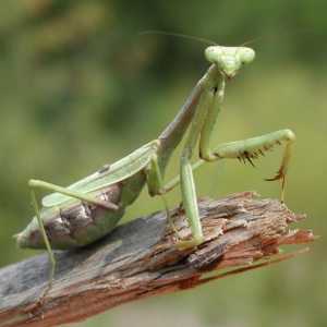 Cele mai interesante informatii despre insecta mantis