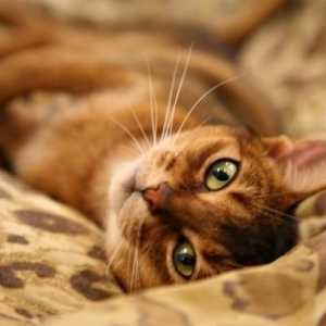 Cea mai frumoasă și mai inteligentă rasă de pisici abisiniană