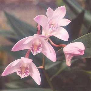Cea mai frumoasa orhidee: descriere