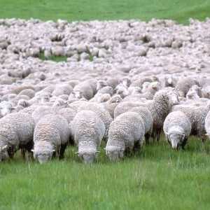 Cea mai comună rasă de oi din Australia este merino. Creșterea oilor