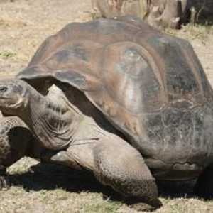 Cea mai veche țestoasă din lume. Istoria vieții