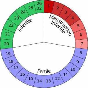 Cele mai sigure zile de la sarcină: cum se calculează? Metoda calendaristică de protecție împotriva…