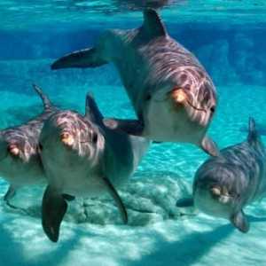 Cele mai interesante fapte despre delfini. Informații interesante despre delfini pentru copii