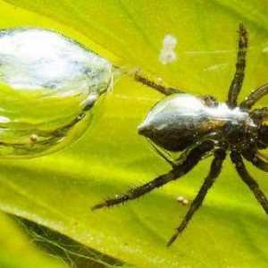 Cele mai interesante fapte despre păianjeni: descriere, tipuri și caracteristici