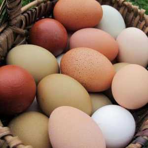 Cele mai multe rase de pui cu ouă: descriere, caracteristici