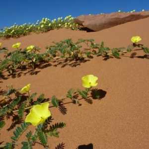 Cele mai frumoase flori ale deșertului
