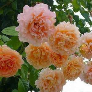 Cele mai frumoase trandafiri din lume: fotografii cu nume