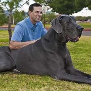 Cei mai mari câini din lume - despre ce fel de roci vorbesc?
