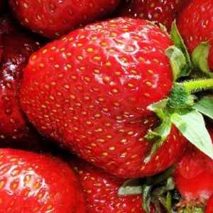 Cele mai frecvente boli ale căpșunilor și tratamentul acestora