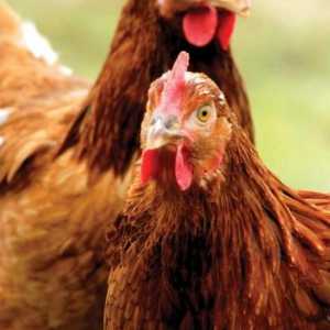 Cele mai frecvente boli ale găinilor de găină