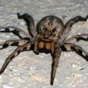 Cel mai periculos păianjen din lume (foto)
