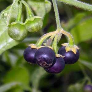 Sunberry: o boabe de sănătate solară