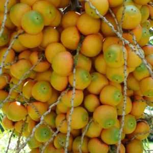 Fructe comestibile de palmieri
