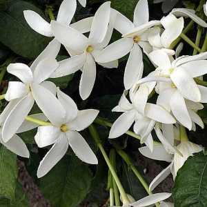 Secretele producției de plante acasă: flori Gardenia