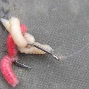 Secretele de pescuit: cât de corect să plantezi guma pe cârlig?