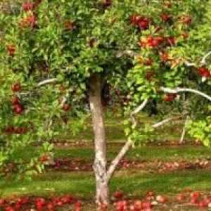 Secretele de grădinărit: îmbrăcăminte de top de mere în toamnă
