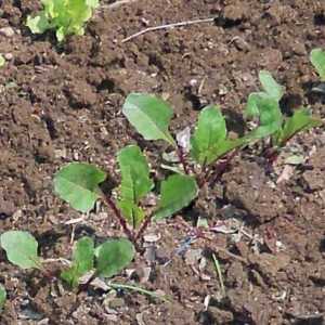 Semințe de sfeclă: cele mai bune soiuri pentru teren deschis în Ural și în suburbii
