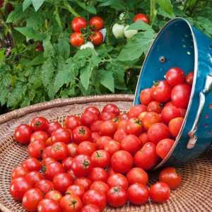 Semințe de roșii: cele mai productive soiuri, recenzii
