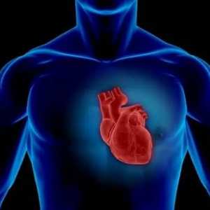 Сердце - это что такое? Что представляет собой сердце человека?