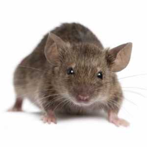 "Bandiți gri", sau Cum să scoateți șoarecii din casă? Sfat bun