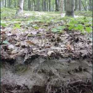 Terase soluri pădure: caracteristici, condiții de formare, proprietăți