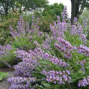 Salvia officinalis: o descriere și proprietăți utile