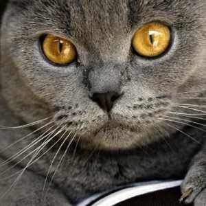 Chartreuse - o pisică nemaipomenită și calmă