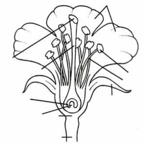 Schema structurii florii. Florile sunt bisexuale și dioice