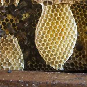 Darul generos al naturii este mierea în faguri de miere. Cât de util este produsul apiculturii?