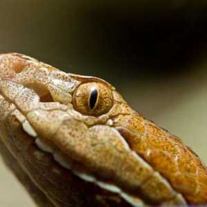 Shtomurtnik obișnuit: habitat, obiceiuri de șarpe