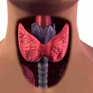 Glandă tiroidă. Hipotiroidismul este primar și secundar. Cine este de vină și ce să facă?