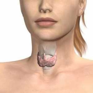 Glanda tiroidă a crescut: cauze și grade
