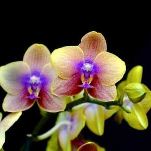 Chic orhidee. Cum să îngrijești acasă pentru aceste culori tropicale în mod corect?