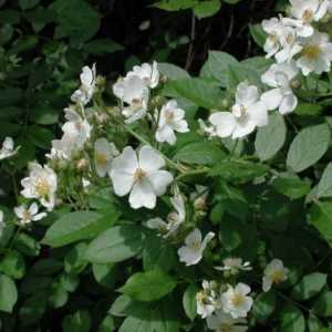 Rosehip alb - o floare de poezie troubadours