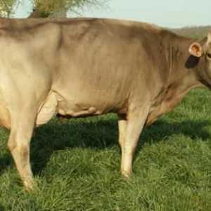 Schwitz rasă de vaci: varietate de animale