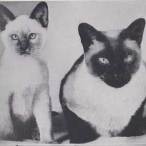 Pisici siameze: fotografie, descriere a rasei și caracterului, recenzii de proprietar