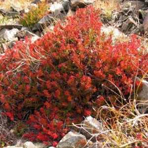 Puterea plantelor medicinale: cum să luați bor și o perie roșie