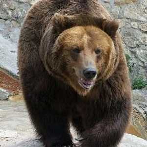 Simbolurile Rusiei: urs. De ce este ursul un simbol al Rusiei? Simbolurile Rusiei - fotografie