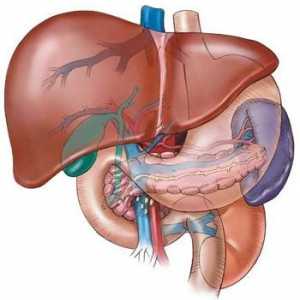 Sindromul hipertensiunii portale: cauze, simptome și metode de tratament