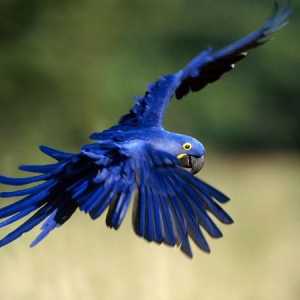 Albastru macaw în condiții naturale și interne. Fotografie de papagali