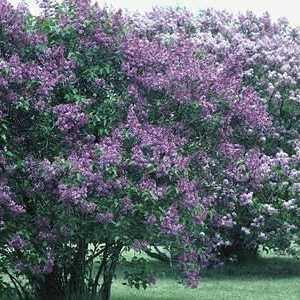 Lilac: Este un arbust sau un copac? Cauzele popularității și istoria cultivării