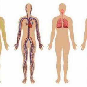 Sistemul de organe, de neînlocuit pentru organism: structura omului