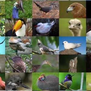Sistematica păsărilor: obiective și obiective, detașamente moderne ale păsărilor