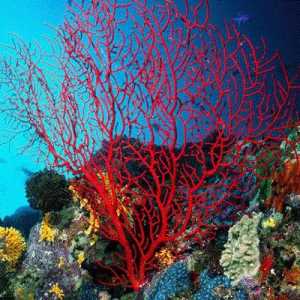 Frumoasa frumusețe a unui recif de corali sau Ce este coralul