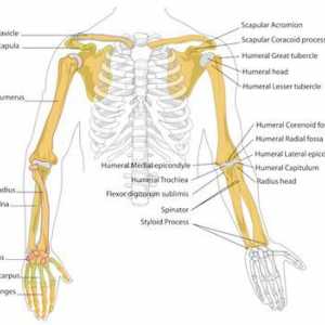 Schelet uman: structură. Scheletul unei mâini umane